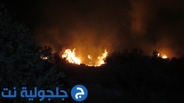 حريق هائل يلتهم مئات الدونمات من اشجار الزيتون في كفر قاسم